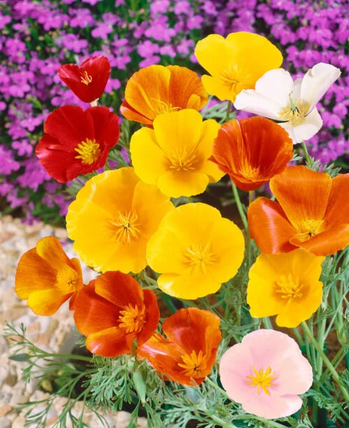 OSC Ann. California Poppy Eschscholtzia
