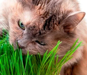 OSC Ann. Cat Grass