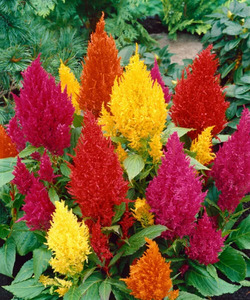 OSC Ann. Celosia Plumosa Mixed