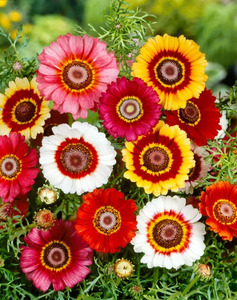 OSC Ann. Chrysanthemum Formula Mixed