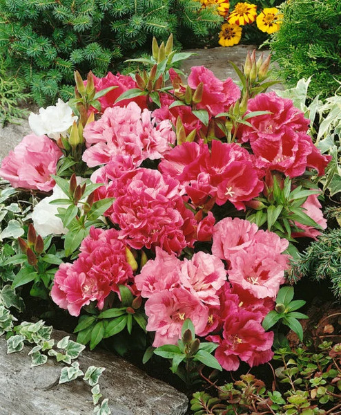 OSC Ann. Clarkia Double Mixed