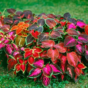 OSC Ann. Coleus Rainbow Mix