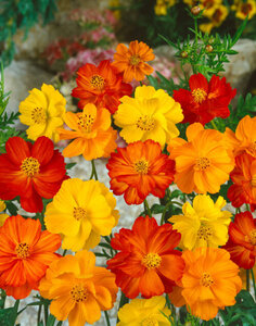 OSC Ann. Cosmos Bright Lights Mix