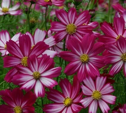 OSC Ann. Cosmos Cosimo Purple, Red & White
