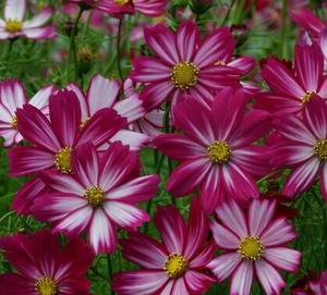 OSC Ann. Cosmos Cosimo Purple, Red & White