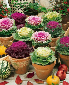OSC Ann. Flowering Cabbage