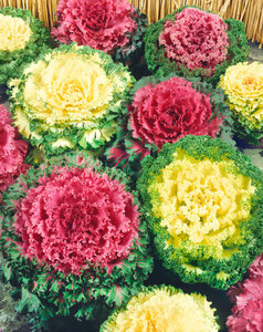 OSC Ann. Flowering Kale