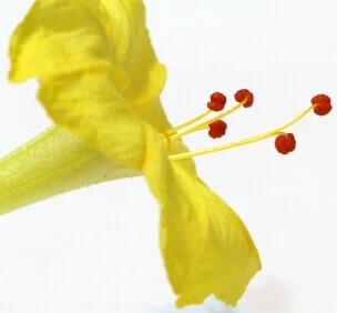 OSC Ann. Four Oclock Yellow