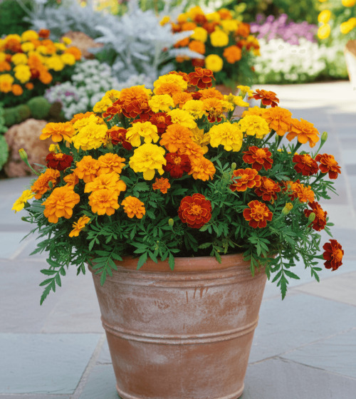 OSC Ann. French Marigold Dwarf Petite Mix