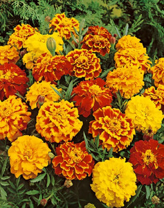 OSC Ann. French Marigold Sparky Mix