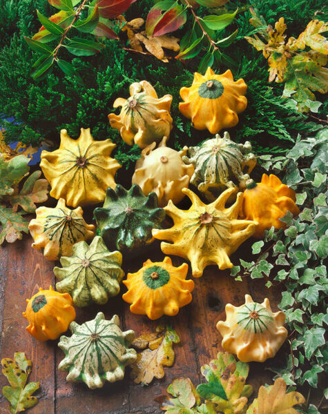 OSC Ann. Gourds Crown Of Thorns