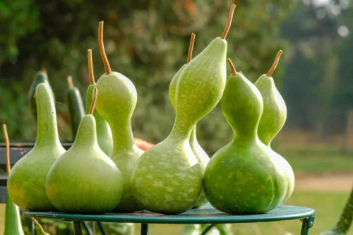 OSC Ann. Gourds Ornamental Birdhouse/Bottle