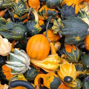 OSC Ann. Gourds Ornamental Mix