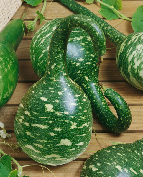 OSC Ann. Gourds Speckled Swan