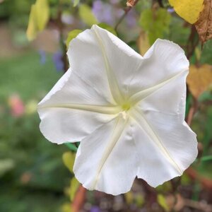 OSC Ann. Moonflower Impomea Alba