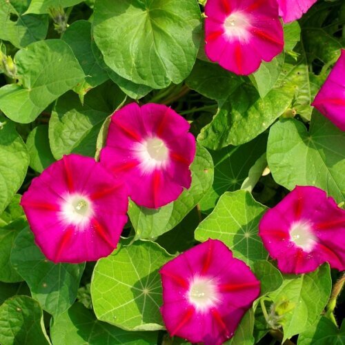 OSC Ann. Morning Glory Crimsom Rambler