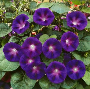 OSC Ann. Morning Glory Grandpa Ott