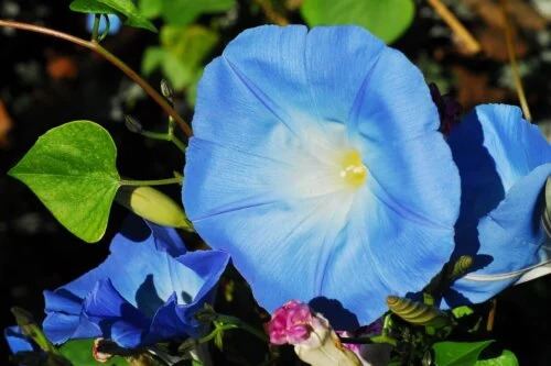 OSC Ann. Morning Glory Heavenly Blue