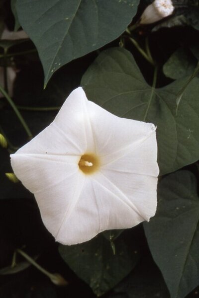 OSC Ann. Morning Glory Pearly Gates