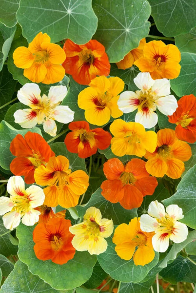 OSC Ann. Nasturtium Dwarf Jewel Mix