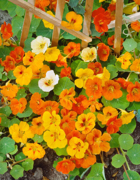 OSC Ann. Nasturtium Tall Climbing Mix