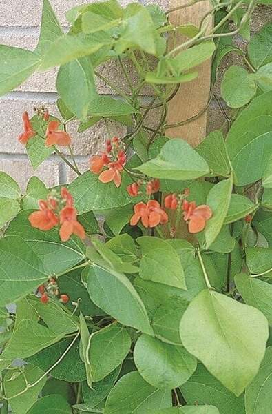 OSC Ann. Pole Beans Scarlet Runner