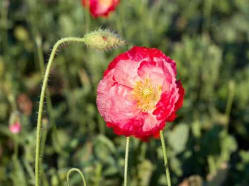 OSC Ann. Poppy Double Shirley
