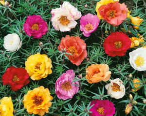 OSC Ann. Portulaca Double Mix