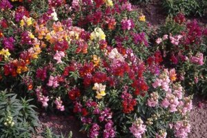 OSC Ann. Snapdragon Magic Carpet Dwarf