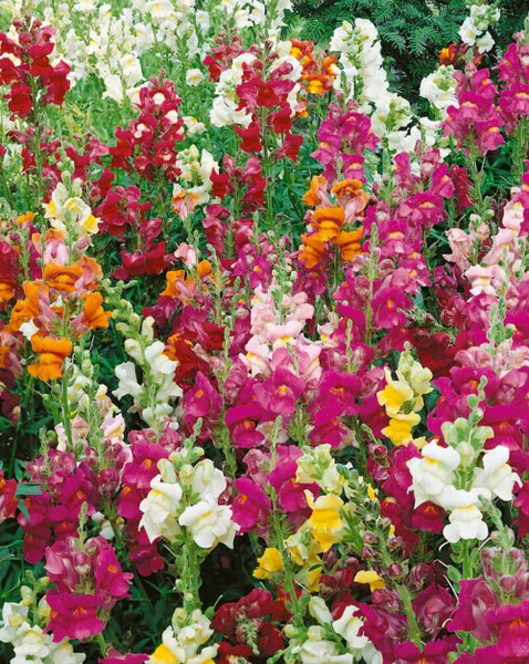 OSC Ann. Snapdragon Panorama Mixed