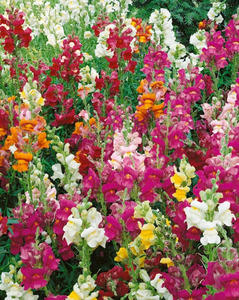 OSC Ann. Snapdragon Panorama Mixed