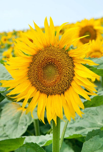OSC Ann. Sunflower Large Grey Striped