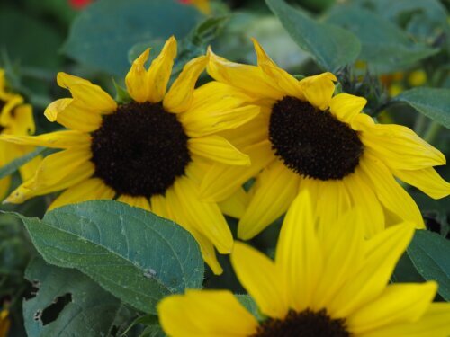 OSC Ann. Sunflower Sunspot (Dwarf)