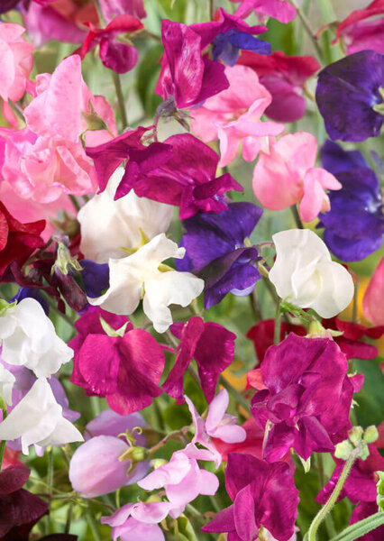 OSC Ann. Sweet Pea Royal Family Mix