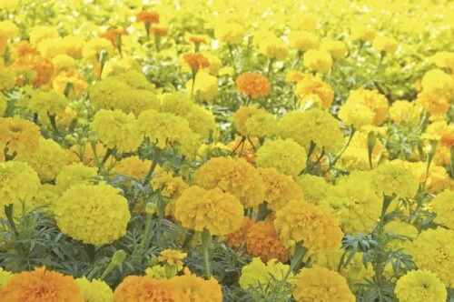 OSC Ann. Tall Marigold Crackerjack Mixed