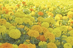 OSC Ann. Tall Marigold Crackerjack Mixed