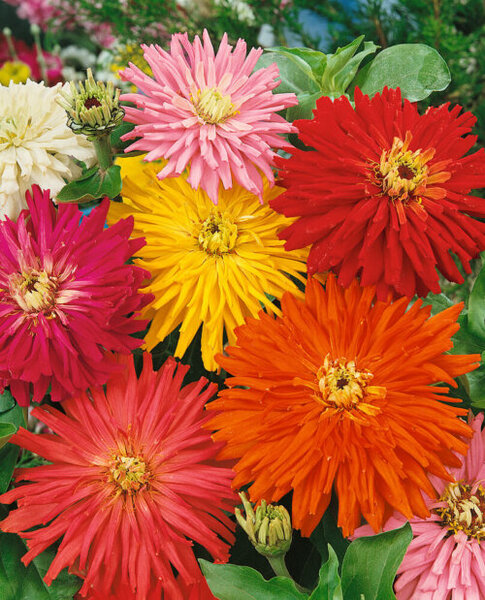 OSC Ann. Zinnia Cactus Flowered Mix