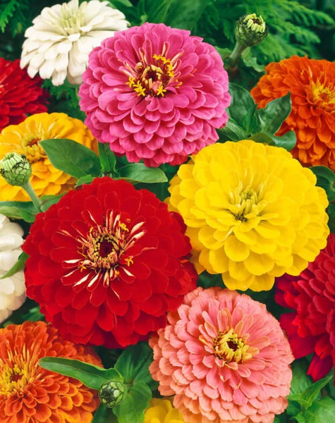 OSC Ann. Zinnia Giants of California Mix