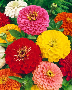 OSC Ann. Zinnia Giants of California Mix