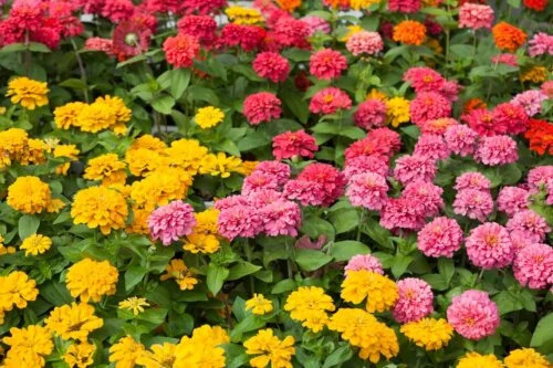 OSC Ann. Zinnia Pom Pom or Lilliput Mix