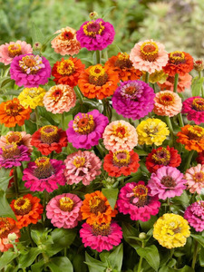 OSC Ann. Zinnia Thumbelina Mix