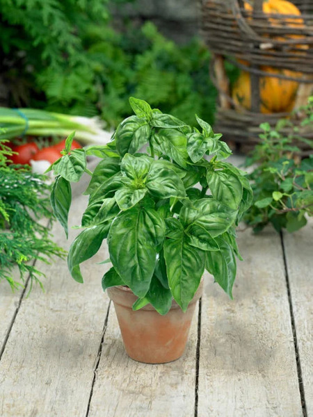 OSC Herb Basil Genovese
