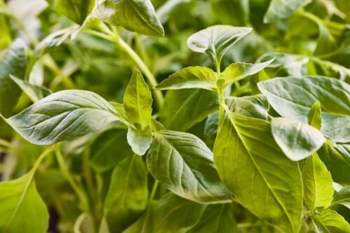 OSC Herb Bush Basil Blue Spice