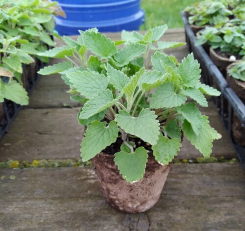 OSC Herb Catnip
