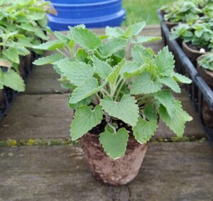 OSC Herb Catnip