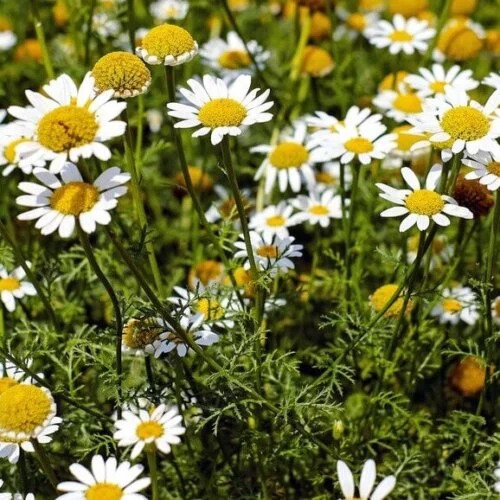 OSC Herb Chamomile