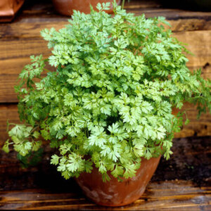 OSC Herb Chervil