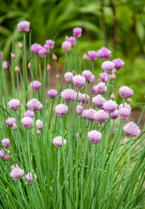OSC Herb Chives