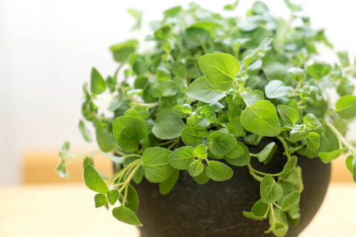 OSC Herb Oregano