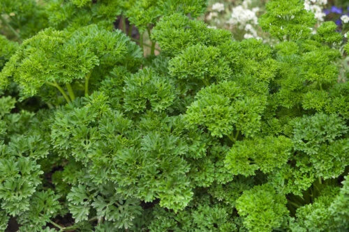 OSC Herb Parsley Forest Green